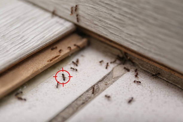 Best Mosquito Control Services  in Redmond, OR